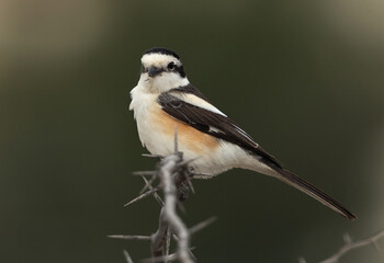 Obraz premium Portrait of a Masked shrike perched on a acacia tree at Buri, Bahrain