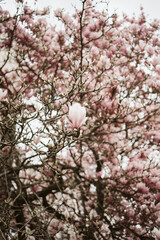 Magnolia en fleurs au printemps