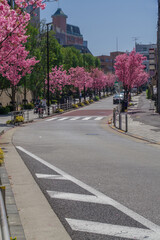 東京六本木三丁目なだれ坂の桜
