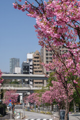 東京六本木三丁目なだれ坂の桜