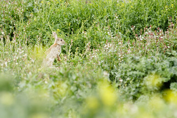 rabbit stands up in the grass to observe its surroundings