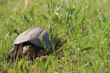 A monstrous turtle stares at us from the grass.