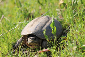 Turtle like a monster walking in the grass