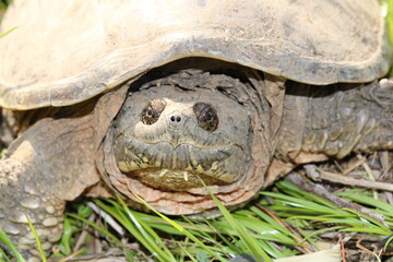 Snapping turtle face from the front