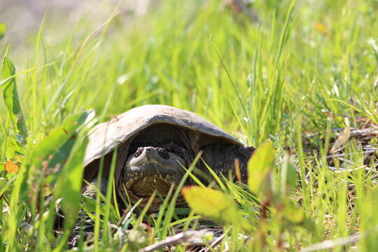 Snapping turtle sunbathing on grass