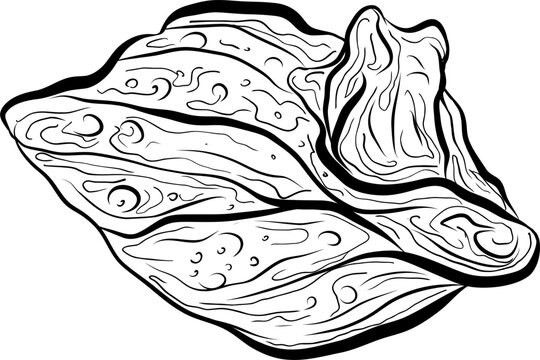 recommend clip art: Seafood hand drawn sketch illustration . Whelk