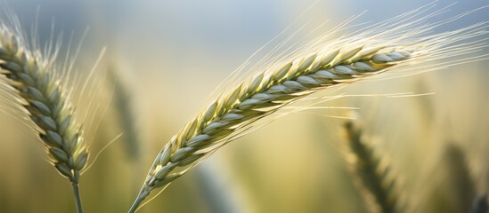 Fototapeta premium Closeup of Khorasan wheat ear in agricultural field under clear sky