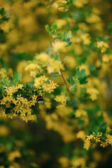 a bee on a bush flower