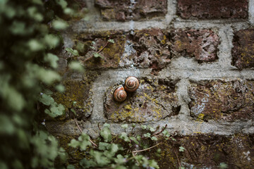 Escargots amoureux sur un mur en brique