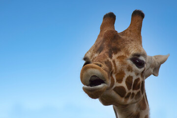 Portrait of the head of a Reticulated Giraffe looking toward the camera with its mouth open, isolated against a blue background. Copy space.  © Donna Bollenbach