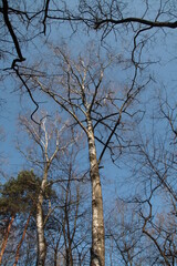 Spring in the park, tree crowns in the first rays of sunlight. The first warm days spent with a camera in the park for a walk.
