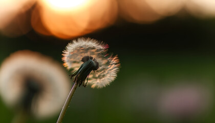 Close-up of dandelions under the soft glow of sunset, highlighting the delicate structure of the seeds against a blurred natural background