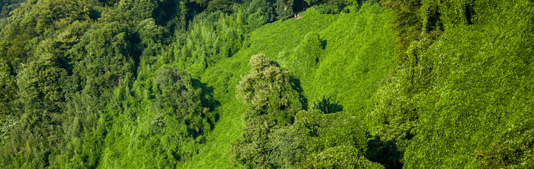  hillside with green leaf scenery background