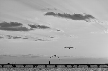 seagulls on the shore