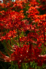 Red spider lily(曼珠沙華)