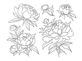Peonies clipart continuous line art drawing isolated on white background. Peony collection. Vector illustration