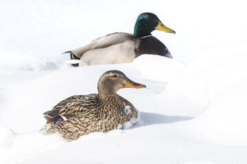 Mallards (Anas platyrhynchos) in the snow. Some individuals don't migrate. Generalist species are...