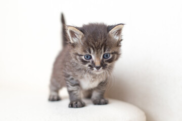 Obraz premium Small tabby kitten with blue eyes on a white background