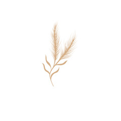 Dry Pampas Grass Illustration 