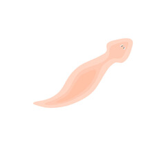 Planarian Flatworm Illustration 