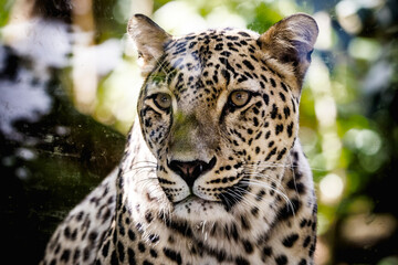 Persian leopard: A majestic and critically endangered big cat - 772377341