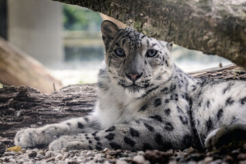 Snow leopard: A magnificent big cat in Central Asia - 772377391