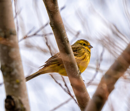 The yellowhammer (Emberiza citrinella) on a tree branch.