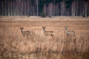 Three deer in a field facing the photographer. - obrazy, fototapety, plakaty