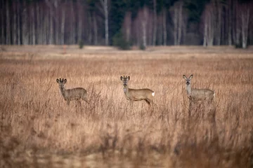 Photo sur Aluminium brossé Antilope Three deer in a field facing the photographer.