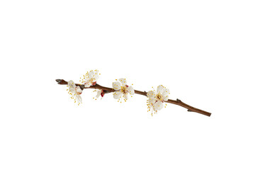 Branch with white flowers . Spring flowering of fruit trees. Delicate white flowers. branch with buds and white flowers of apricot, cherry, sakura. Isolate on white
- 772378589