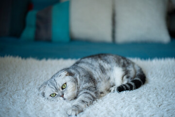 a gray tabby cat lies resting on a white fluffy blanket in a room on a bed. atmosphere of relaxation and tranquility