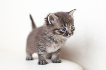 Small tabby kitten with blue eyes on a white background