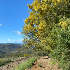 Fototapeta premium Landscape with mimosa trees and eucalypthus fields
