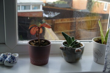 Cactus, succulent in a decorative pot, windowsill growing