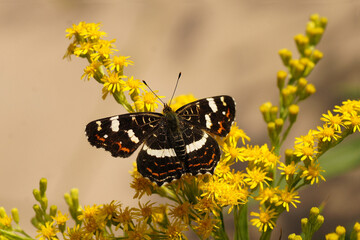 European map butterfly Araschnia levana, family Nymphalidae on flowers of Canadian goldenrod...