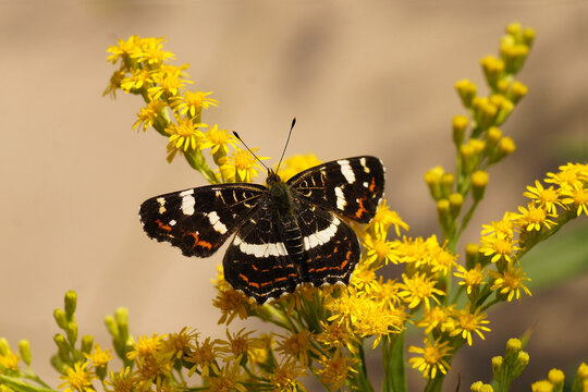 European map butterfly Araschnia levana, family Nymphalidae on flowers of Canadian goldenrod (Solidago Canadensis). Netherlands, September