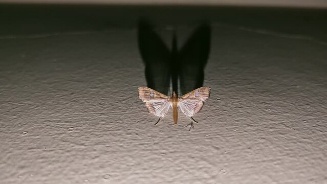 Macro view of Maruca pod borer, legume pod borer perched on the wall during night
