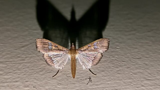 Macro view of Maruca pod borer, legume pod borer perched on the wall during night