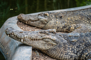 Sleeping Asia crocodile in a zoo