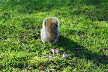 Spring is coming to UK, crocus growing in February 2024, Abbey Gardens Bury St Edmunds, squirrel, 