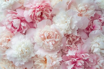 Abstract floral background. Beautiful white and pastel pink blooming peonies flowers background