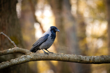 Nebelkrähe auf einem Ast