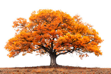 beech tree in autumn isolated transparent background png - obrazy, fototapety, plakaty