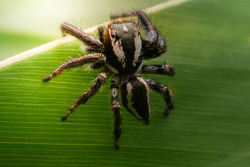 Spiders jumping on leaves. Captured with a close-up macro, the details of the little spider are displayed.