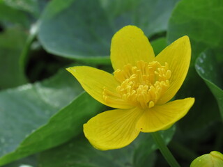 Zbliżenie na kwiaty rośliny z gatunku Caltha palustris