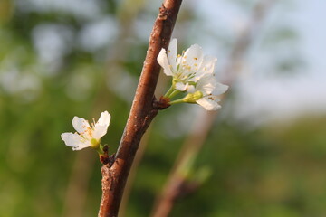 Single cherry flower isolated on white with clipping path