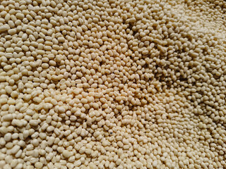 Vigna mungo, also known as black gram, urad bean, urid bean, matimah, matikolai, mash kalai, maas/kalo daal, uzhunnu parippu, ulundu parippu, minapa pappu, uddu, or black matpe.