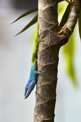 chameleon