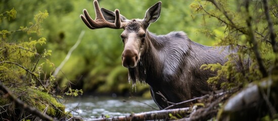 A moose in its natural landscape, standing next to a river in the woods