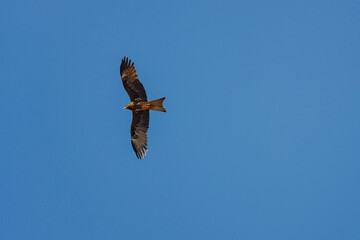 Eagle flying over Kyaukkhauk Pagoda, Thanlyin Township, Yangon Region, Myanmar